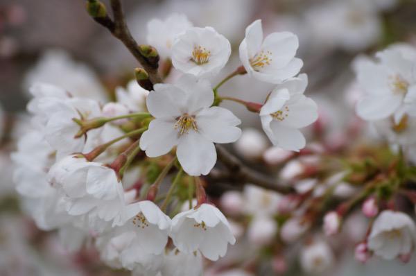 白石川堤、一目千本桜