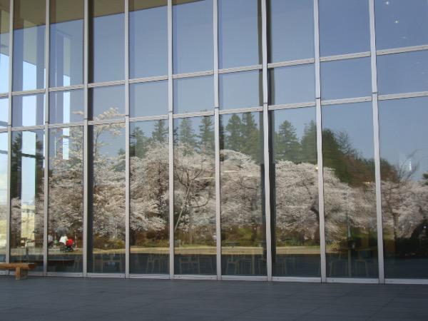 松が岬公園の桜