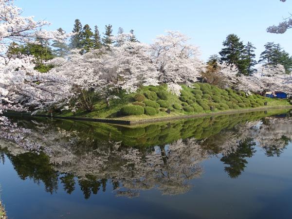 2016-4-16  松が岬公園の桜