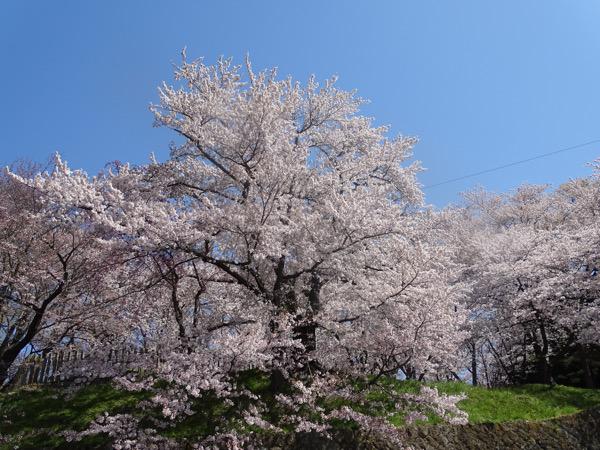 2016-4-19 烏帽子山千本桜