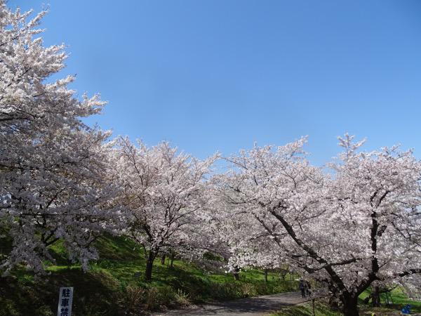 2016-4-19 烏帽子山千本桜