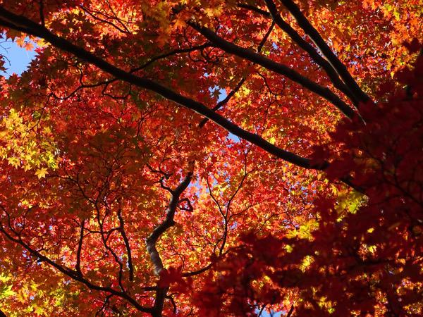 上杉神社、松が岬公園の紅葉