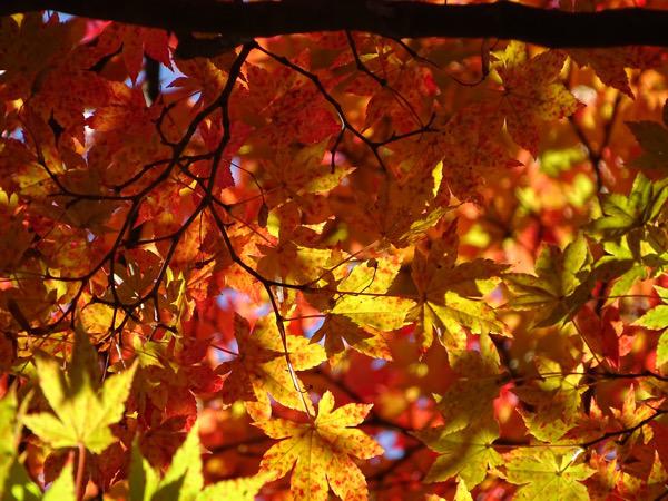 上杉神社、松が岬公園の紅葉