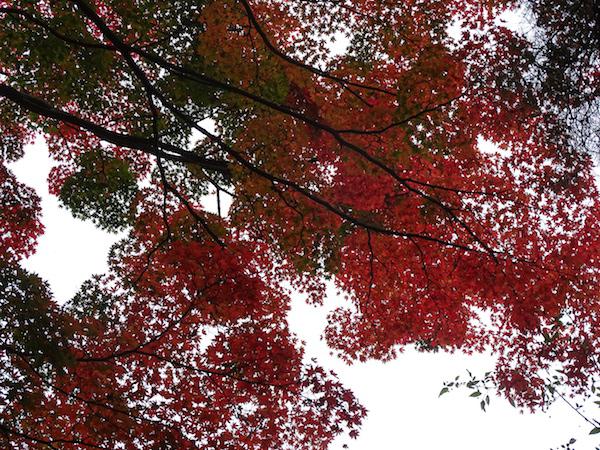 上杉神社の紅葉