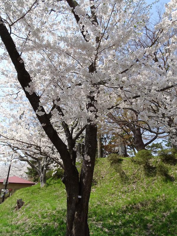 千本桜の標識番号1番