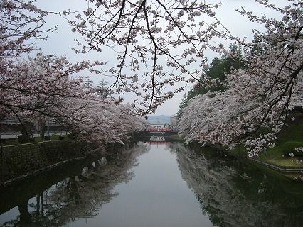 上杉神社の桜