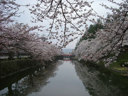 上杉神社の桜