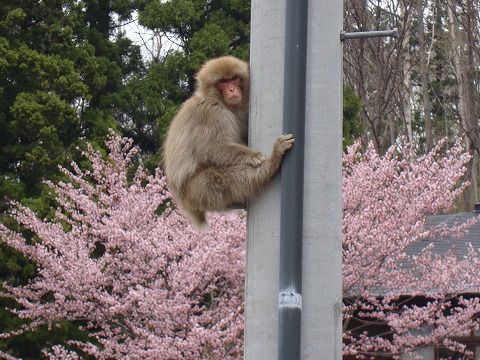 お猿（白布温泉）