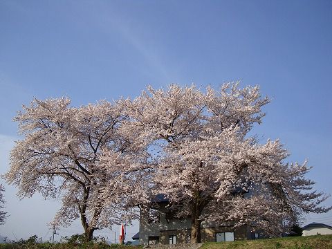 桜（米沢市内）