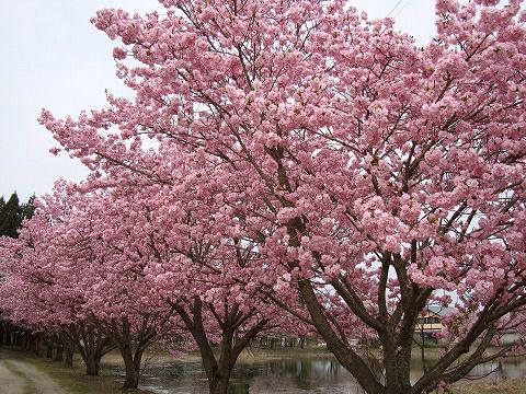 八重桜