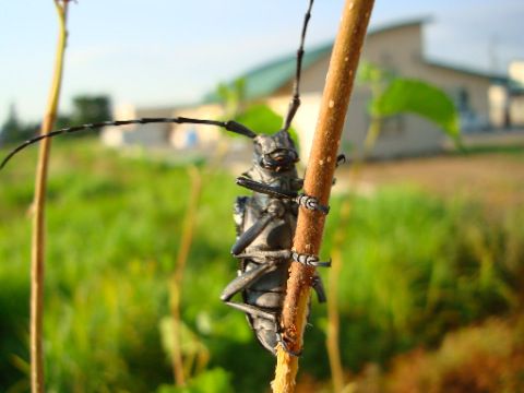 がんみするカミキリムシ