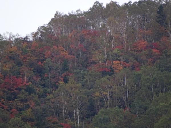 天元台の紅葉