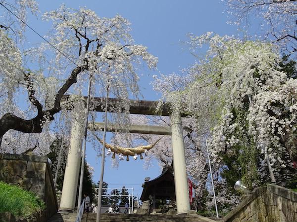 2018-4-19 烏帽子山公園