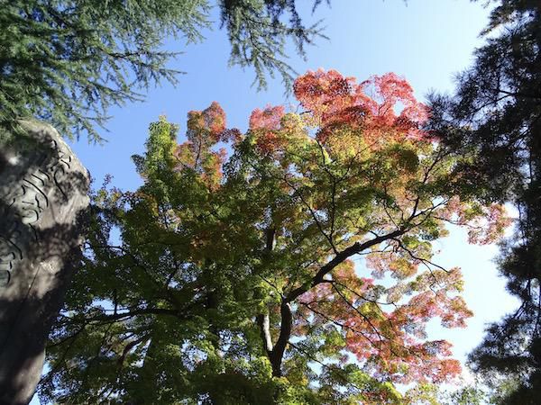 上杉神社の紅葉