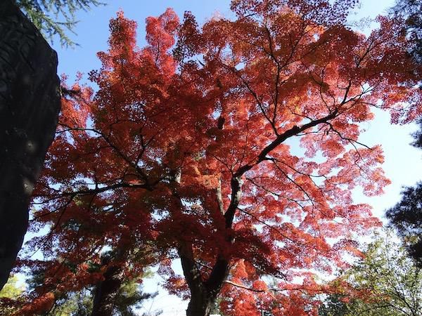 上杉神社の紅葉