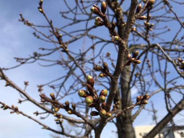 桜（松が岬公園）