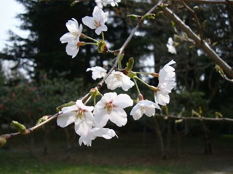 西公園の桜（仙台市）