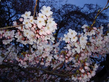 桜 (榴岡公園)