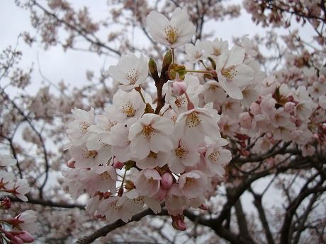桜 （東北道　金成PA　下り)