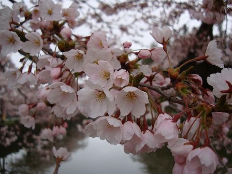 桜（上杉神社）
