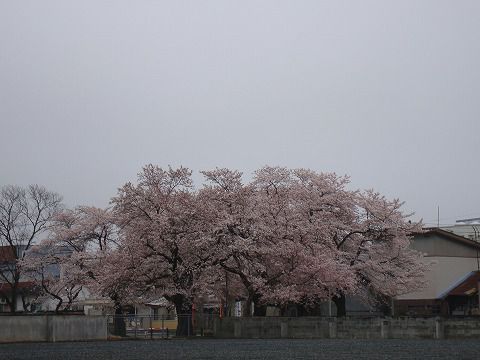 桜　（米沢市内）