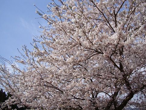 桜（米沢市内）