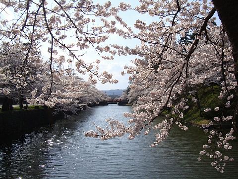 松が岬公園（上杉神社）の桜