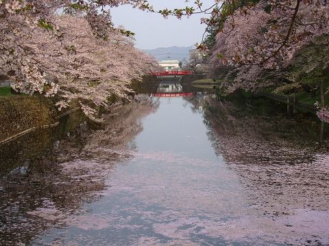 松ヶ岬公園（上杉神社）の桜