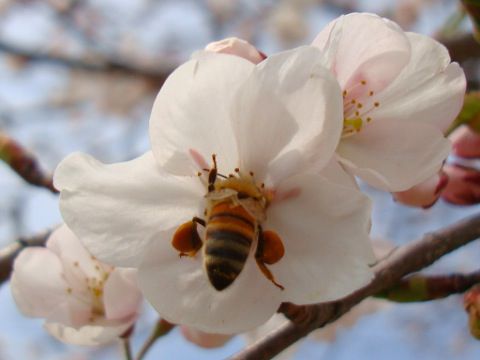 上杉神社の桜 