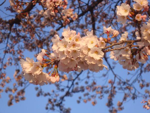南米沢駅の桜