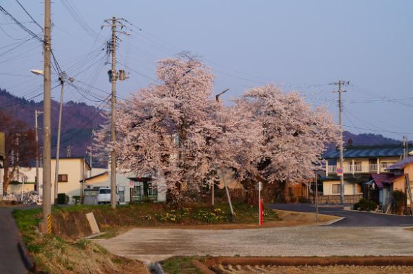 南米沢駅の桜