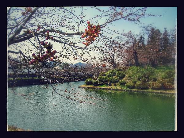 2017-4-16 松が岬公園の桜
