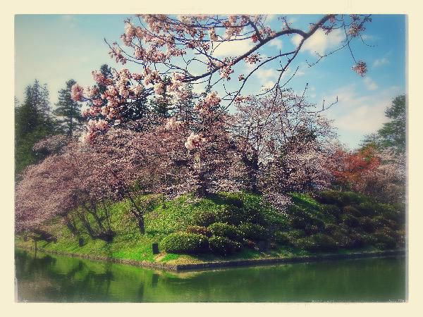 2017-4-21 松が岬公園の桜