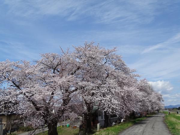 2017-4-22  松川河川敷の桜