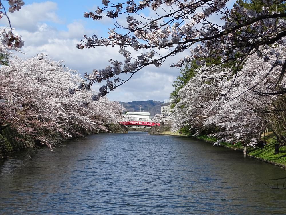 2017-4-23 松が岬公園の桜