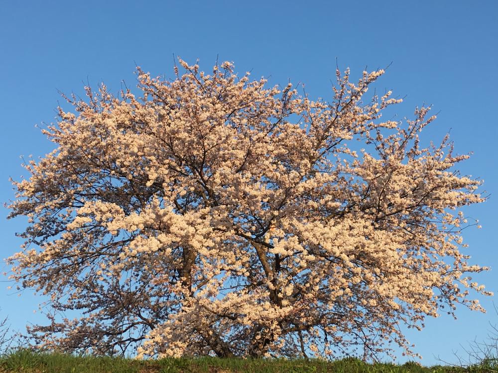 2017-4-24  松川河川敷の桜