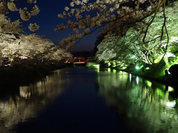 2017-4-24  夜桜見物（松が岬公園の桜）
