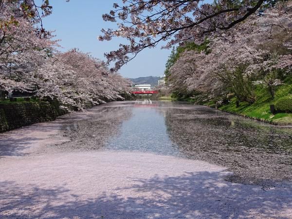 2017-4-30  松が岬公園の桜