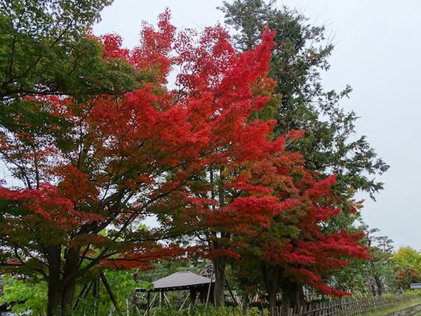 松が岬公園、上杉神社、伝国の杜と上杉伯爵邸の紅葉