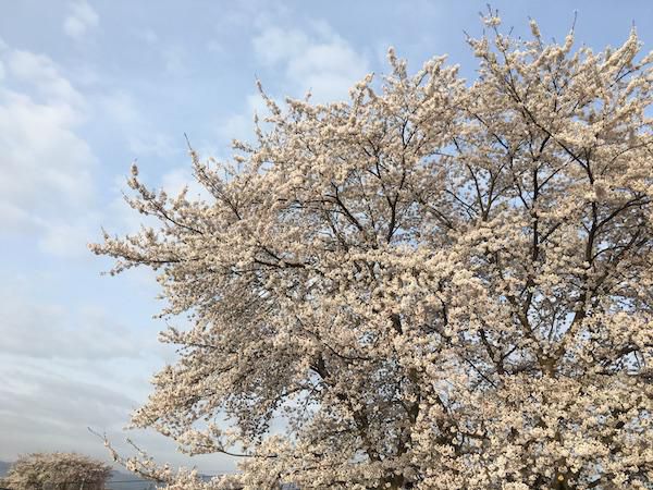 2018-4-17  松川河川敷の桜
