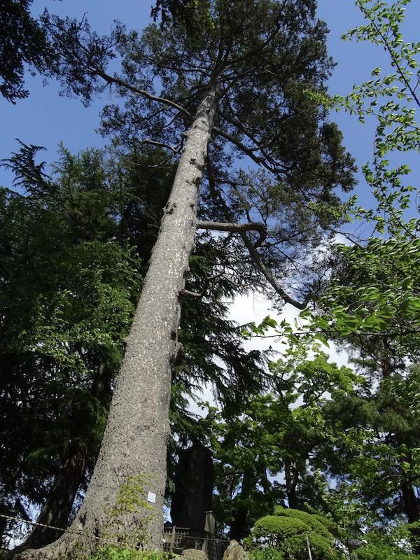 米沢市のシンボリツリーに認定されたモミの木（松が岬公園）