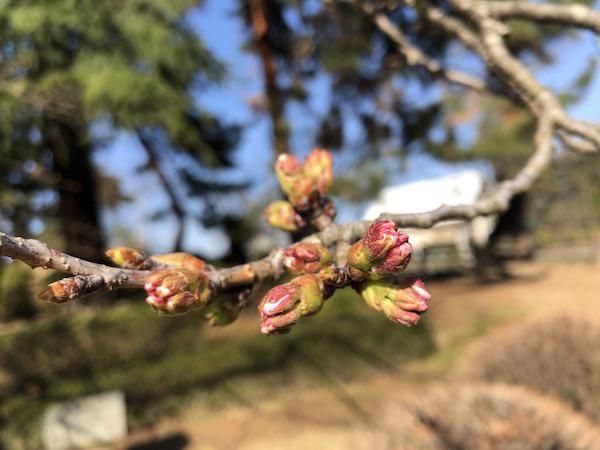 2020-4-3 松が岬公園の桜
