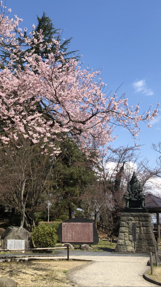 2020-4-9 上杉神社の桜