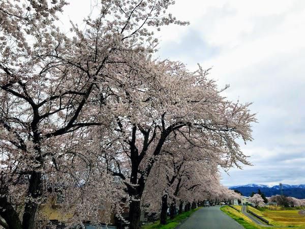 2020-4-19 松川河川敷の桜