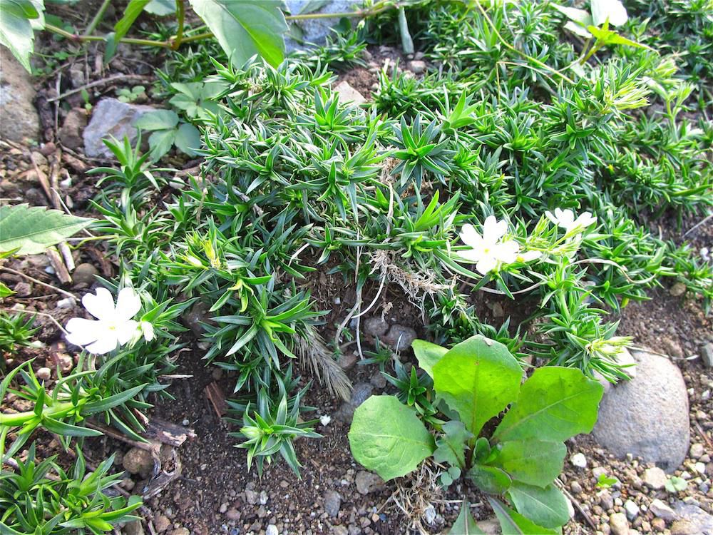 三度目の「開花」