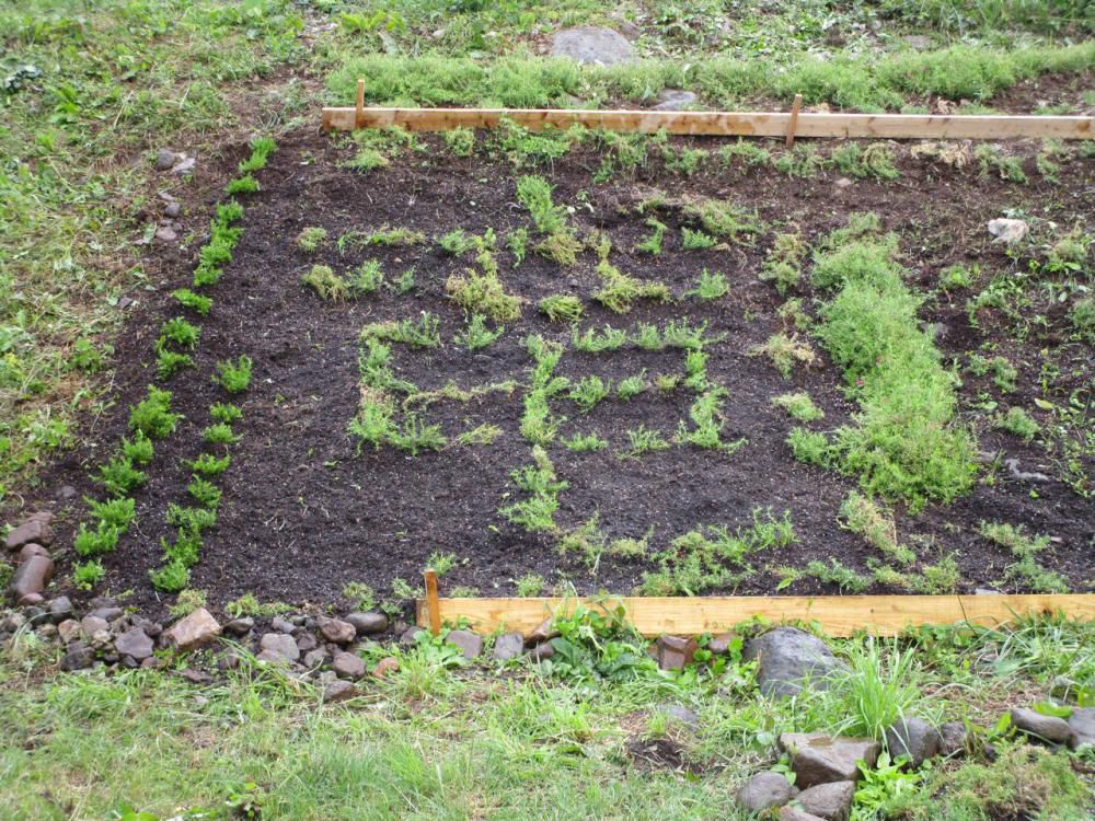 補植、水やり、除草作業の実施