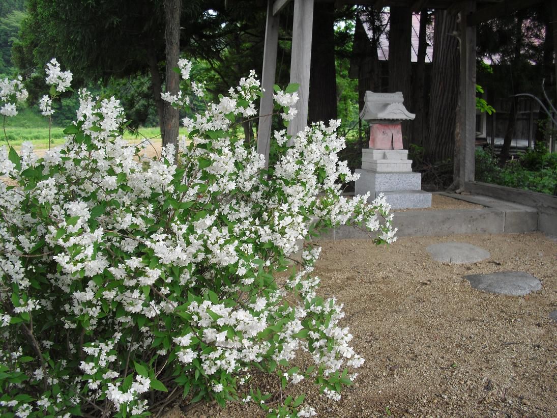 卯の花と三渕神社(口の宮)