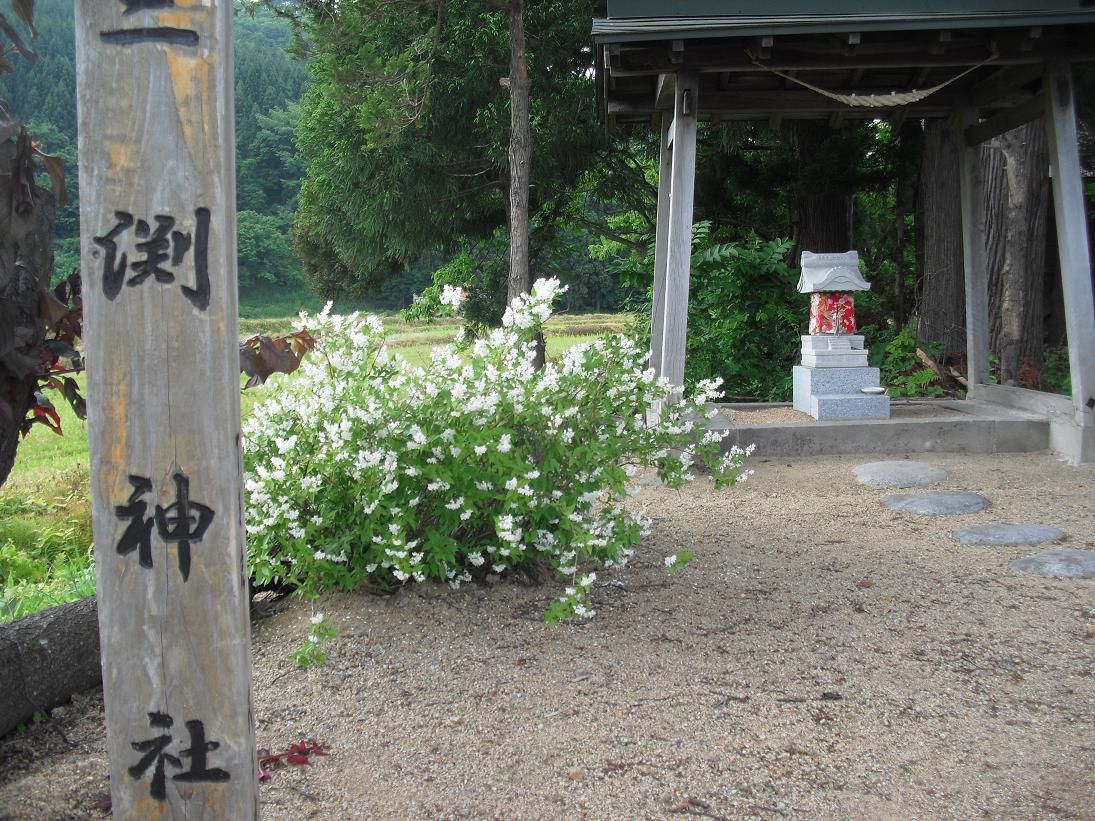 三渕神社には卯の花が似合います