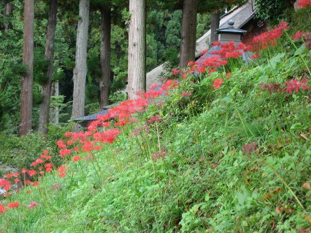 慈恩寺の彼岸花