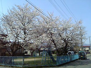 まちなか桜回廊